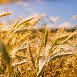 Минеральные удобрения для сельского хозяйства: Как привлечь фермеров через Яндекс Директ в сфере продажи удобрений